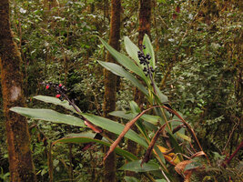 Riedelia sp., low epiphyte in fruit, Tari, 2000 m asl, Hela, Papua New Guinea