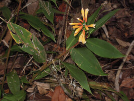 Riedelia suborbicularis, flowering stem, Rondon Ridge, 2200 m asl, Mount Hagen, Papua New Guinea