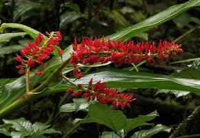 Riedelia subulocalyx, branched inflorescence with bright red flowers and characteristic awned calyx lobes, Tari Gap, 2800 m asl, Hela, Papua New Guinea
