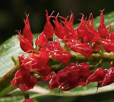 Riedelia subulocalyx, green ovary and red awned calyx lobes, Tari Gap, 2800 m asl, Hela, Papua New Guinea