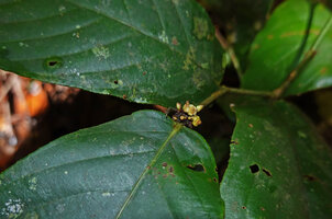 Rinorea sp., congested inflorescence, Danum Valley, Sabah, Borneo