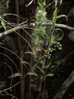Robiquetia virescens, leafy stem with two hanging inflorescences, Maskeliya, Sri Lanka