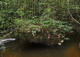 Rock boulder covered by Philonotion (syn. Schismatoglottis) spruceanum and other species in a forest stream, Manaos, Amazonas, Brazil