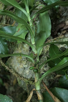 Rohdea tonkinensis, long internodes, sheathing leaf bases and axillary infructescences, Ba Be NP, Vietnam