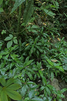 Rohdea tonkinensis, vegetative population on a  karst outcrop, Ba Be NP, Vietnam