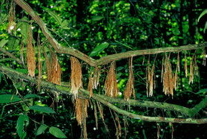 Structures racinaires