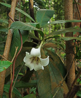 Rothmannia macrophylla, Mac Ritchie, Singapore