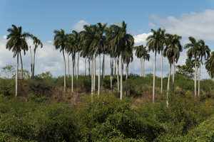 Roystonea regia in perturbated savanna habitat, Guanajay, Cuba