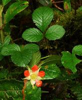 Rubus archboldianus, leaves and flower, Tari, 2000 m asl, Hela, Papua New Guinea