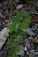 Rubus, detail, on a slope, Taroko, Taiwan