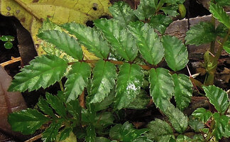 Rubus fernandimuelleri, compound pinnate leaf with long sharp spines emerging from the rachis, Kumul, 2800 m asl, Mount Hagen, Papua New Guinea