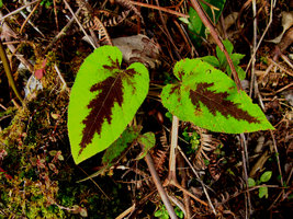 Rubus glomeratus, Genting, Malaysia