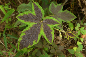 Rubus reflexus, anthocyanic form, Phu Rua NP, Thailand