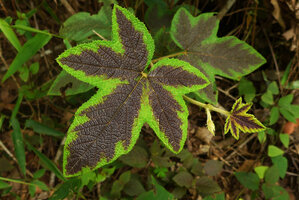 Rubus reflexus, Thailande