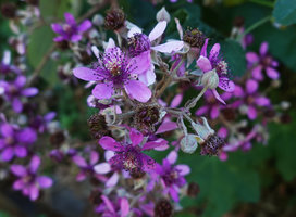 Rubus steudneri flowers, Simien NP, Ethiopia
