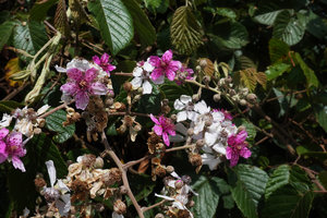 Rubus steudneri, the flowers opening bright pink then progressively turning white, Bale NP, Ethiopia