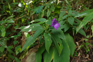 Ruellia siamensis flowering at the end of the monsoon season, Pai District, Thailand
