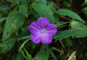 Ruellia siamensis, Mae Surin NP, Thailand