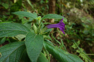 Ruellia siamensis, Pai District, Thailand
