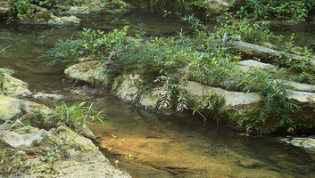 Ruellia simplex, Ginoria americana and Gesneria humilis in their rheophytic habitat, on limestone rocks of a fast flowing stream, Las Terrazas, Cuba