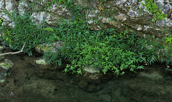 Ruellia simplex in its rheophytic habitat, on rock margins of a fast flowing stream, Las Terrazas, the area where Wright collected the type specimen around 1860, Cuba
