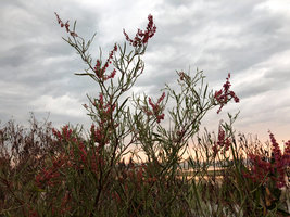 Rumex abyssinicus, at sunset, Lake Awasa, Ethiopia