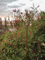 Rumex abyssinicus, tall flowering individual, Lake Awasa, Ethiopia