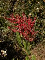 Rumex nervosus and Rosa abyssinica, Simien NP, 2800 m asl, Ethiopia