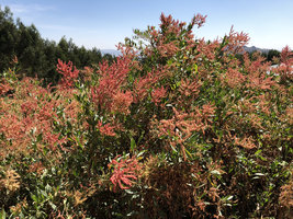 Rumex nervosus as hedge shrub, Gondar, Ethiopia