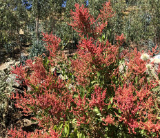 Rumex nervosus, dense terminal inflorescences, Gondar, Ethiopia