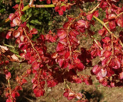 Rumex nervosus, flowers, Simien NP, Ethiopia