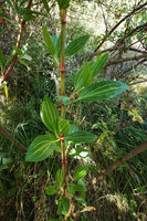 Rumex nervosus, large leaves with prominent light green parallel veins on a young basal shoot, Simien NP, 2800 m asl, Ethiopia