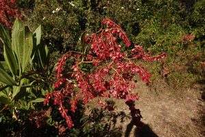 Rumex nervosus, leaves and inflorescence, Simien NP, 2800 m asl, Ethiopia