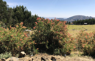 Rumex nervosus planted as hedge, Gondar, Ethiopia
