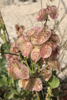 Rumex vesicarius inflorescence, Doha, Qatar