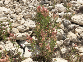 Rumex vesicarius in rocky waste ground habitat, Doha, Qatar