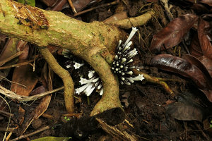 Sabicea (syn. Ecpoma) apocynacea, cauliflorous inflorescence emerging from leaf litter at the base of the monocaulous erect woody stem,  Campo, Cameroun