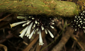 Sabicea (syn. Ecpoma) apocynacea, lateral view of the tubular flowers,  Campo, Cameroun