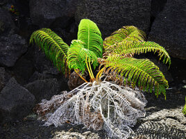 Sadleria cyatheoides, Hawai&#039;i
