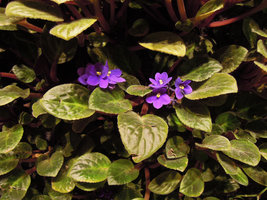 Saintpaulia flowers on the Vertical Garden, Sofitel Palm Jumeirah, Dubai