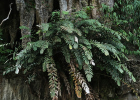 Salacca rupicola on a limestone cliff, Gunung Mulu NP, Sarawak, Borneo