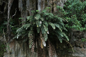 Salacca rupicola on limestone cliff, Gunung Mulu NP, Sarawak, Borneo