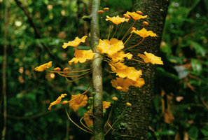 Salacia zenkeri, a cauliflorous liana in the forest understory, Campo, Cameroun