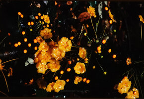 Salacia zenkeri, cauliflorous inflorescence, shiny orange yellow petals, disc, stamens and stigma, Campo, Cameroon.