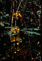 Salacia zenkeri, cauliflorous thin stemmed liana, Campo, Cameroon.
