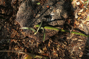 Sansevieria sinus-simiorum, adult cylindrical leaf cutting producing young flat leaved juvenile shoots, Mumbo Island, Lake Malawi NP