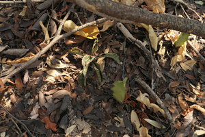 Sansevieria sinus-simiorum and Euphorbia cooperi seedlings in dappled shade, Mumbo Island, Lake Malawi NP