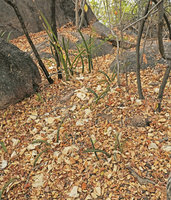 Sansevieria sinus-simiorum, population exhibiting transition between juvenile individuals with flat leaves and adult with cylindrical leaves, Mumbo Island, Lake Malawi NP