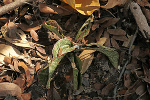 Sansevieria sinus-simiorum seedling in dappled shade, exhibiting flat and mottled leaves, Mumbo Island, Lake Malawi NP