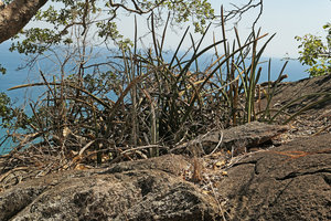 Sansevieria sinus-simiorum, vegetative population at the top of a flat bare rock, Lake Malawi NP